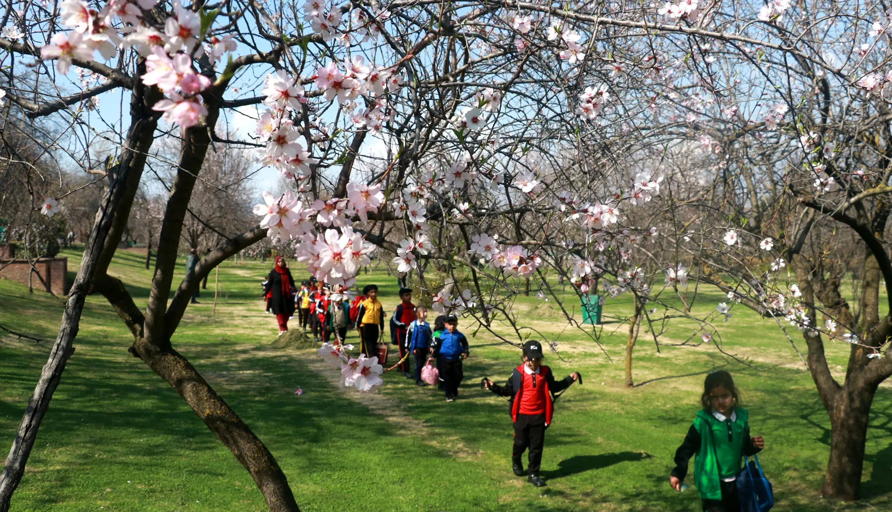 মার্চ-এপ্রিলের কাশ্মীরে ফুলের উৎসব