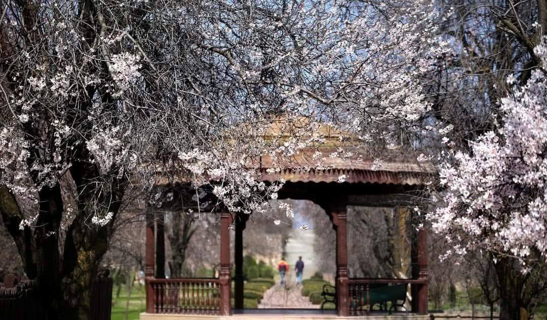 বসন্তের বাদামওয়ারি যেন জলরঙে আঁকা ছবি